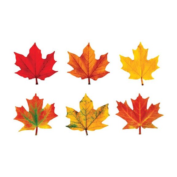 Classic Accents Maple Leaves Variety Pack-Discovery - Pack of 3