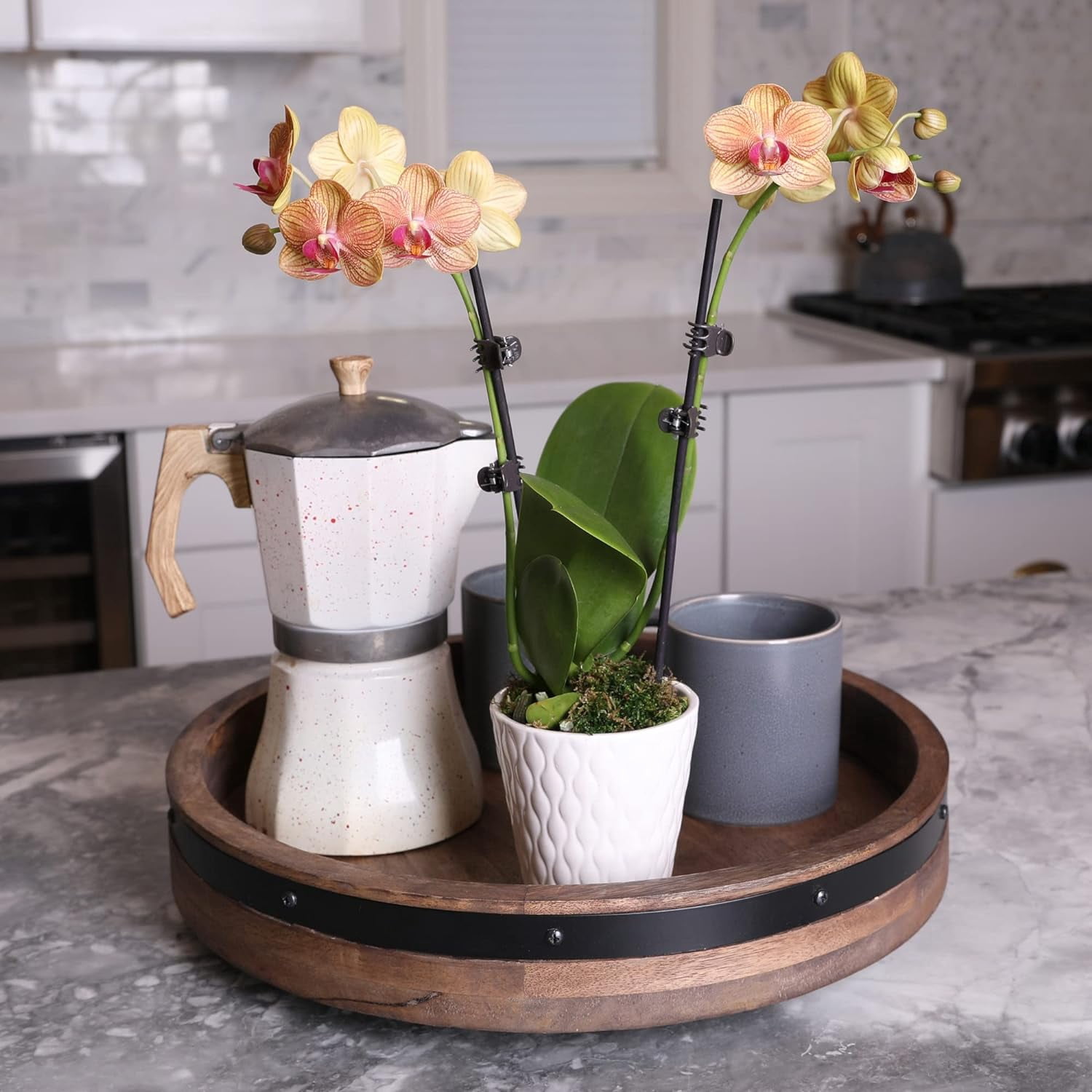 Just Add Ice 16-30" Salmon Premium Orchid Live Plant in 5" White Ceramic Pot, House Plant