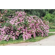 Seedville 5 Pink Climbing Rose Flower Seeds, Fragrant Butterfly Attracting Blooms
