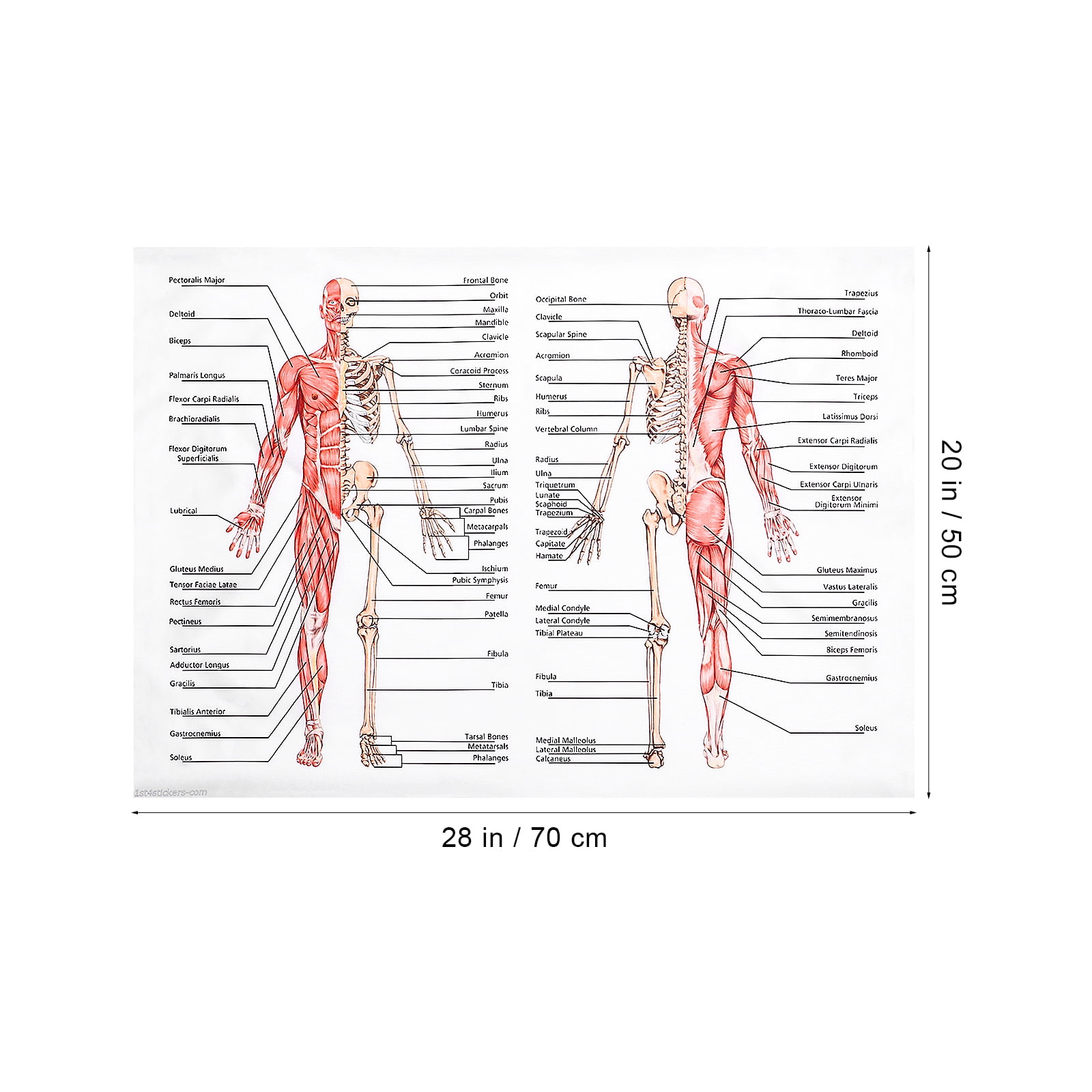 The Upper Extremity Laminated Anatomy Chart, Upper Limb