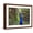 Brown Frame, variant on Art.com A Peacock Spreads its Feathers at the Alipore Zoo Photographic Print, 16" x 12"