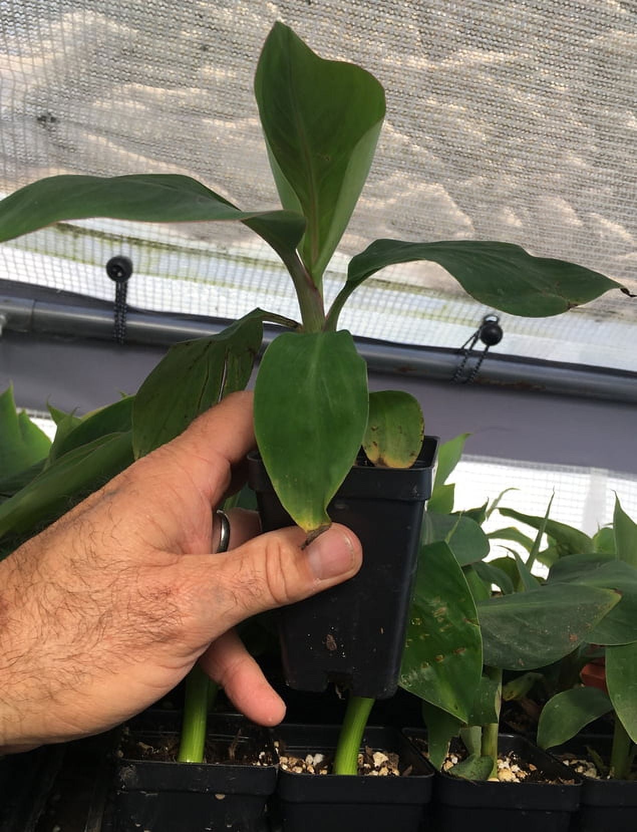 Ice Cream Banana Plant - Live Banana Tree "Ice Cream"