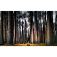 thumbnail image 2 of Bolokofsky, Ronald 18x13 Black Ornate Wood Framed with Double Matting Museum Art Print Titled - Into the Forest, 2 of 4