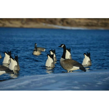 GHG Pro-Grade Honker Butt-Up Canada Goose Decoy 2PK