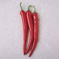 thumbnail image 2 of Harris Seeds - Pepper Seeds - Cayenne Long Slim Unt Non-GMO Variety - 50 Seeds, 2 of 4