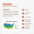 thumbnail image 4 of Back to the Roots Organic Pumpkin 'Jack O' Lantern', 1 Seed packet, 4 of 7