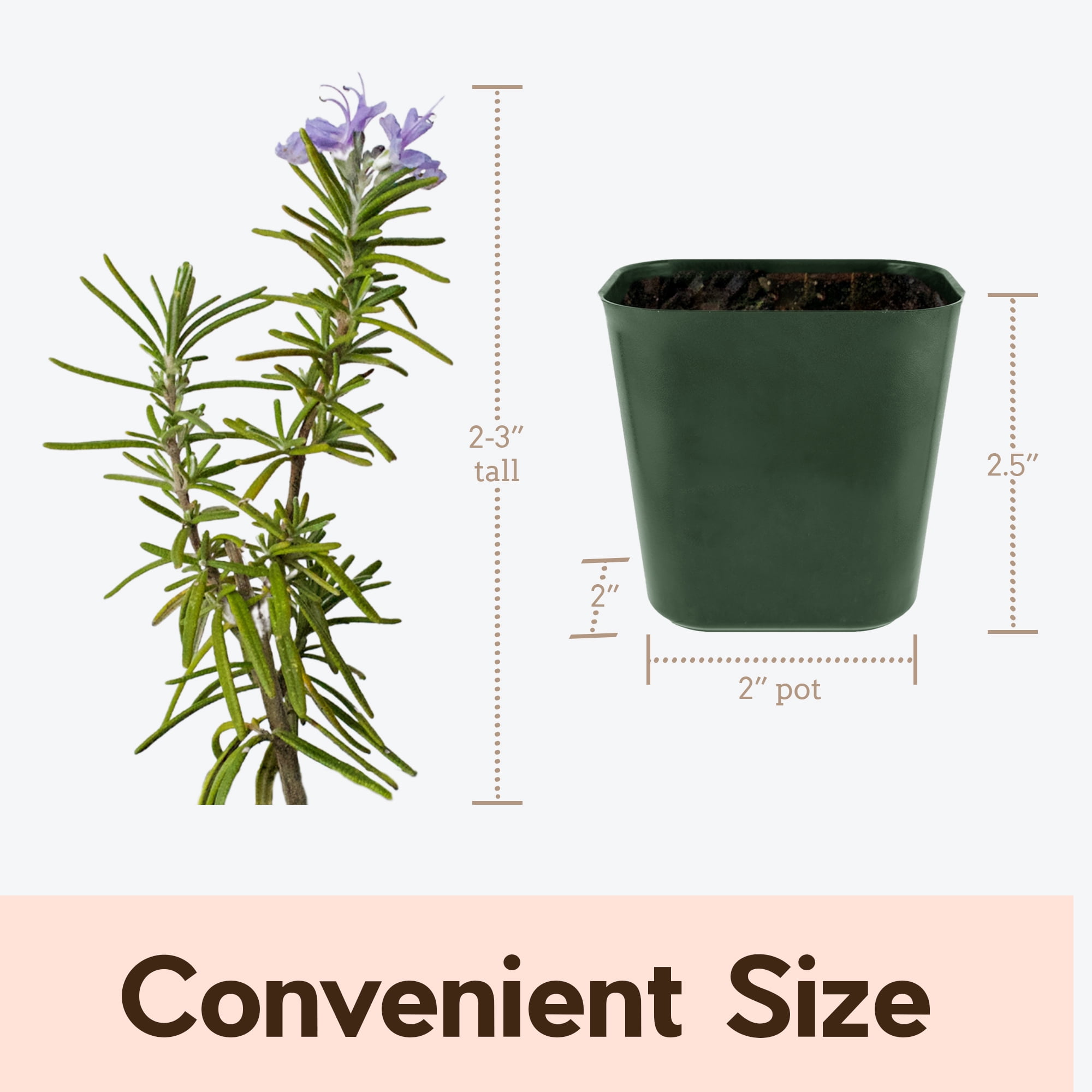 My Shelfie - Rosemary Plant Starter, Aromatic Rosemary Plants Live in 2-Inch Pot, Live Plants 2-3 Inch Tall, Blue-Purple Rosemary Herb Plants, Bee-Friendly, Green, 2-Pack