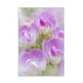 thumbnail image 2 of Gango Home Decor Sweet Pea Blossoms II by Kathy Mahan (Printed on Paper); One 24x36in Fine Art Paper Giclee Print, 2 of 4