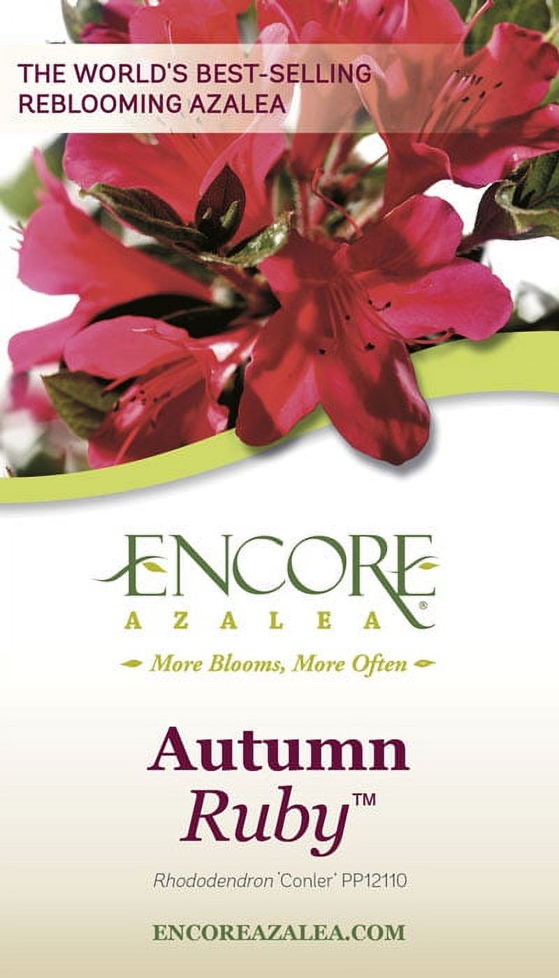 Encore Azalea Autumn Ruby (3 Gallon) Red Flowering Shrub - Full Sun Live Outdoor Plant