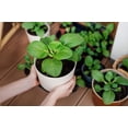 thumbnail image 6 of 2000 * Seeds CANTON PAK CHOI Bok Choy Chinese Cabbage Brassica Rapa Vegetable, 6 of 10