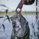 thumbnail image 3 of Juego de 10 Anzuelos para Camarones , Equipo de Pesca de Agua Dulce y Salada, Señuelos de Pesca, Ideal para Bagres, Meros, Lubinas y Truchas (N.° 3/0), 3 of 5
