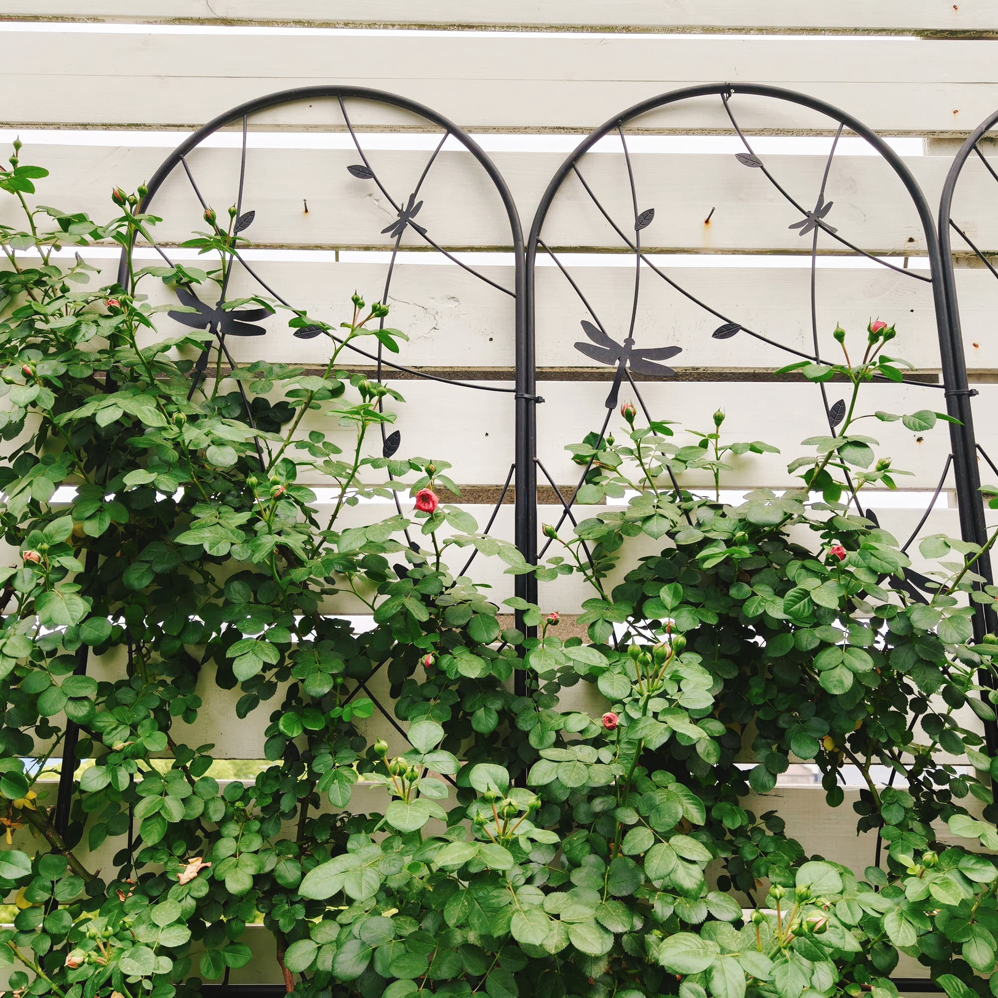 MAYEERTY 2 Pack Metal Garden Trellis 86.7 x 19.7 Inch Rustproof Climbing Plants Support Dragonfly Deco Black Outdoor Flower