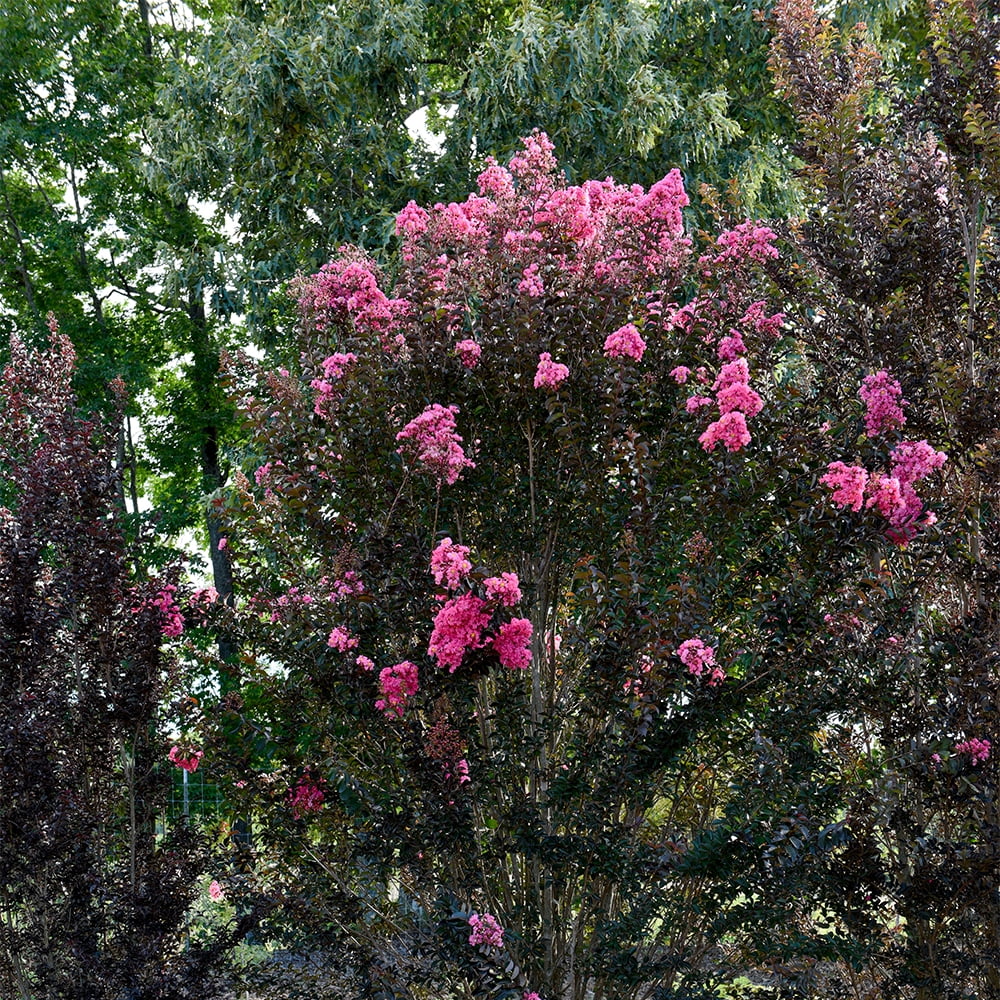 First Editions Crape Myrtle Twilight Magic Live Shrub in 5-Gallon Grower Pot