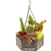 D'Eco Glass Geometric DIY Terrarium, Succulent & Air Plant- Hanging Mini Hexagon Shaped for Indoor Gardening Decor- Create Your own Flower, Fern, Moss Centerpiece