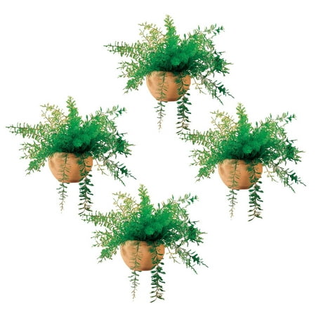 Mysterious Air Fern, Set of 4 – Water & Soil Free House