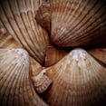 thumbnail image 3 of Perry, Rachel 20x20 Black Modern Framed Museum Art Print Titled - Macro Shells VI, 3 of 5