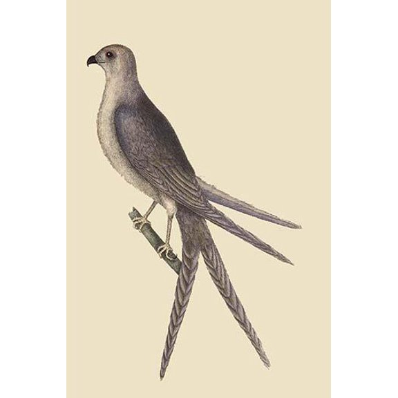 Swallow Tail Hawk-Fine Art Canvas Print (20" x 30")