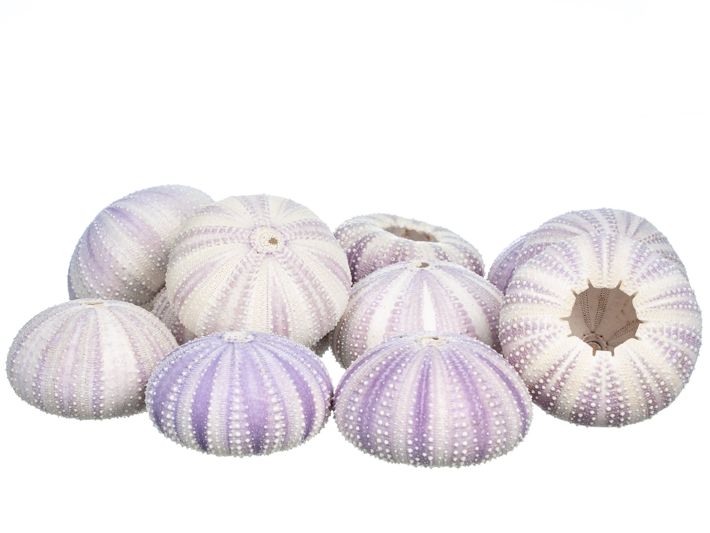 Sea Urchin 12 Purple Sea Urchin Shell 12 Purple Sea Urchin Shells