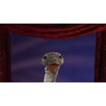 thumbnail image 6 of Folkmanis Puppets Ostrich Stage Hand Puppet, 6 of 6