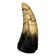 thumbnail image 2 of T-Rex - Tyrannosaurus Rex Dinosaur Tooth Replica, 2 of 4
