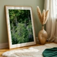 thumbnail image 5 of Lupine - Oregon Photography Botanical Floral Nature Flowers Scenic Wilderness Pastoral Oak Framed Wall Art Print 20 x 30 inches, 5 of 59