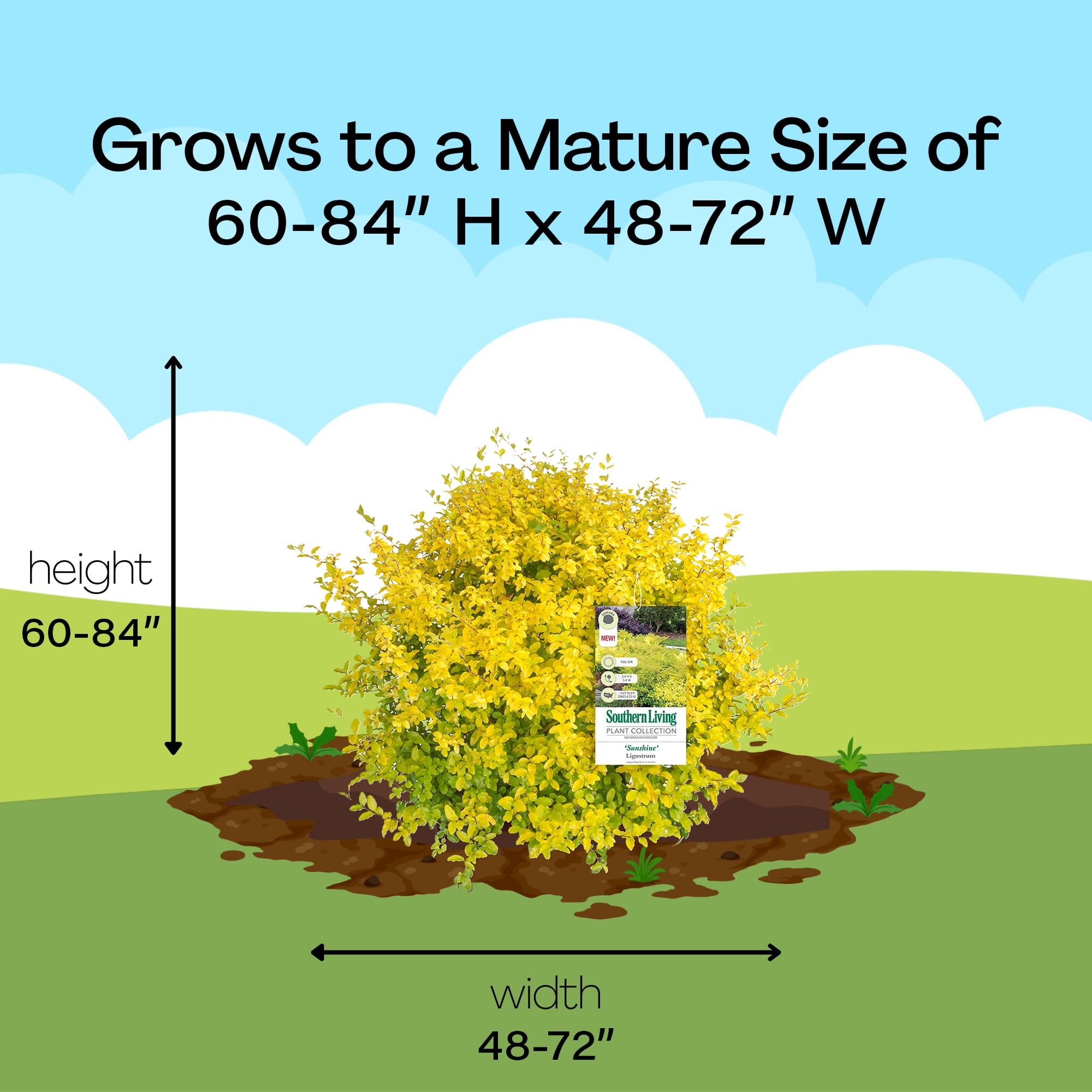 2 pack) Southern Living Sunshine Ligustrum Privet Live Shrub in 2