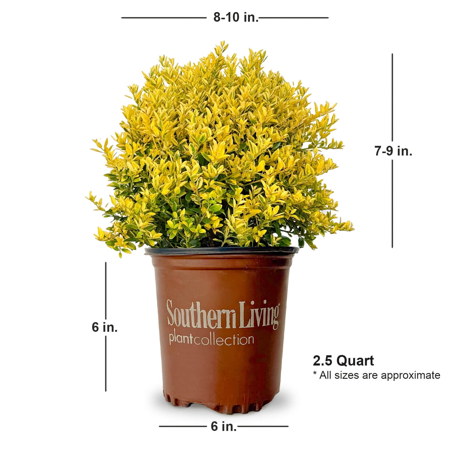 Southern Living Touch of Gold Holly Live Shrub in 2.5-Quart Grower Pot