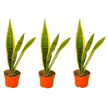 Live Snake Plant, Sansevieria (8"-12" Tall) 3 Pack in 3-inch Pot