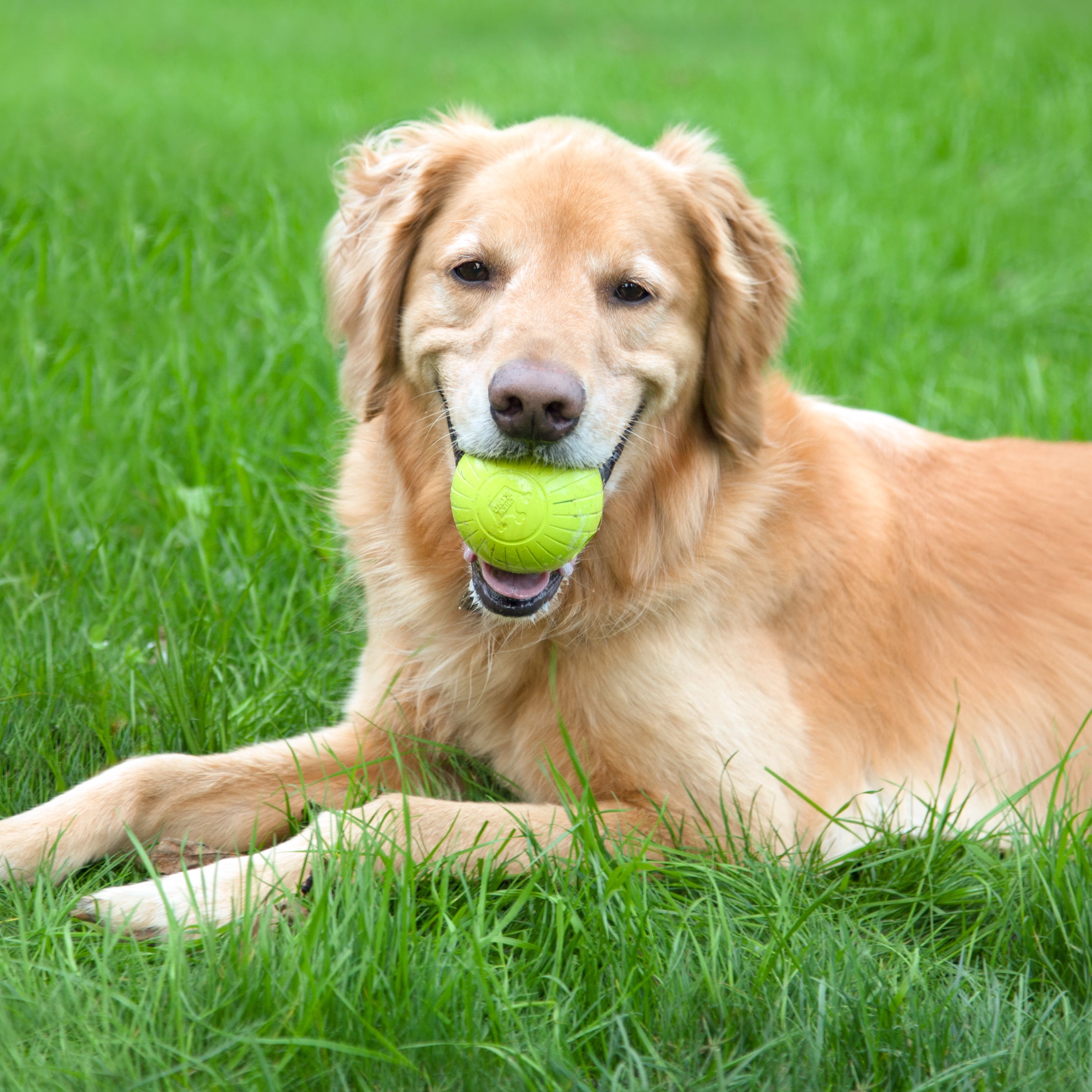 Chew King By Mammoth 2.5" All-Natural Rubber Fetch Ball Combo, Multicolored, 3 Pack Set