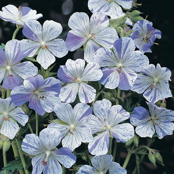 Splish Splash Cranesbill Flower Root - Attracts Butterflies and Hummingbirds - Deer Resistant - Grows Well In Containers - Naturalizing - Perennializing - Easy to Grow Live Plants - Outdoor Garden