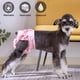 thumbnail image 5 of Pantalones sanitarios fisiológicos para perros Pañal para mascotas para perros pequeños y grandes Gatos Ropa interior lavable para la menstruación Pantalones protectores para mascotas, 5 of 5
