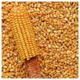 thumbnail image 3 of Everwilde Farms - 100 Reids Yellow Dent Corn Seeds - Gold Vault Jumbo Bulk Seed Packet, 3 of 5