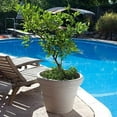 thumbnail image 2 of Crescent Garden Brunello Planter Pot, Classic Rolled-Rim12” (Weathered Concrete), 2 of 7