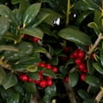 thumbnail image 3 of Expert Gardener Dwarf Burford Holly (2.5 Quart) Compact Evergreen Shrub with Glossy Green Foliage - Full Sun Plant, 3 of 4