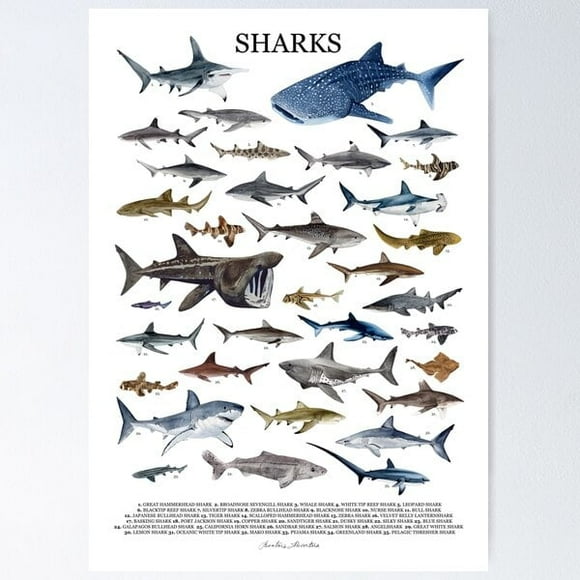 A NEW SHARKS poster with names Poster