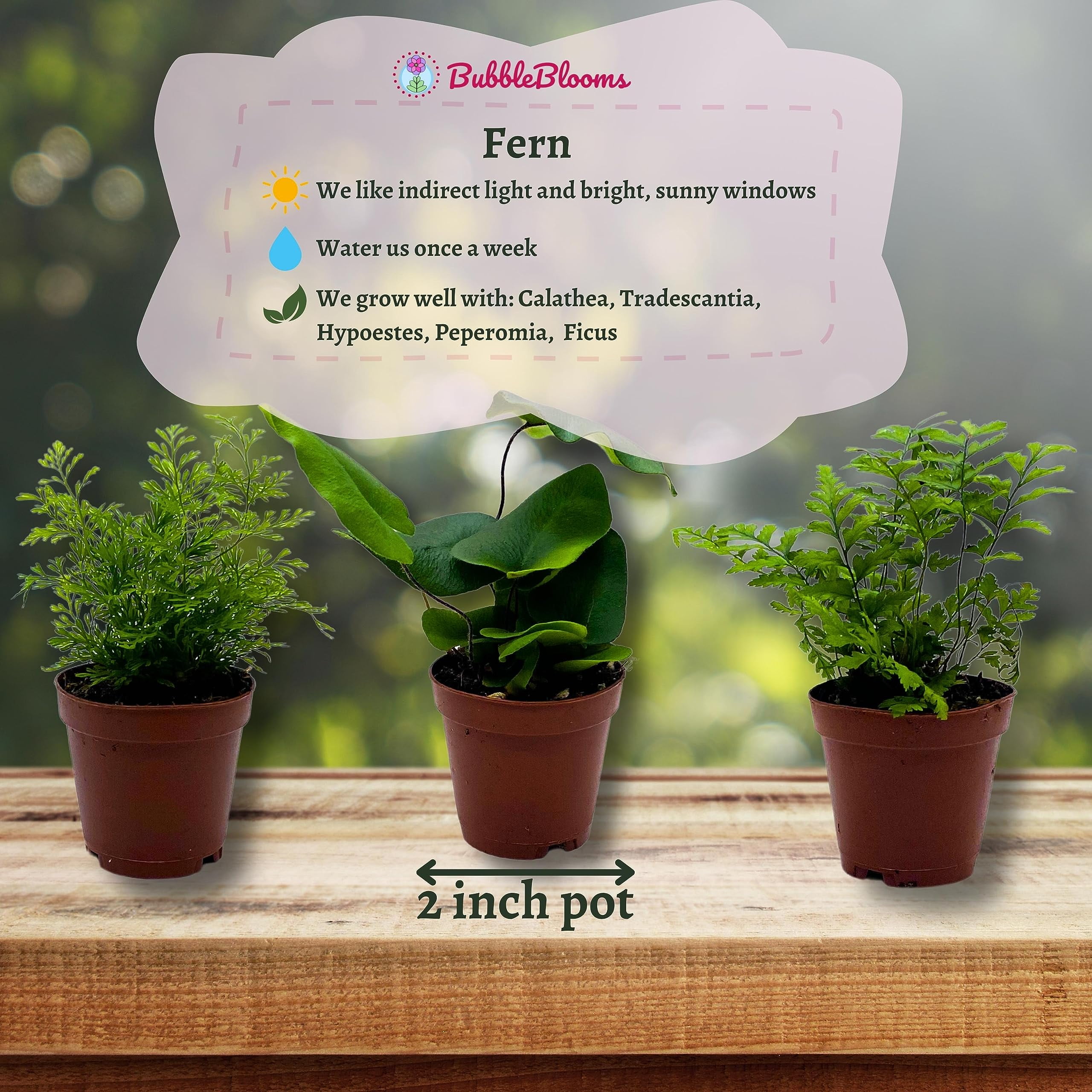 BubbleBlooms Fern Variety Assortment, 6 Different Plants, Variety Bundle- 2 Inch Pots