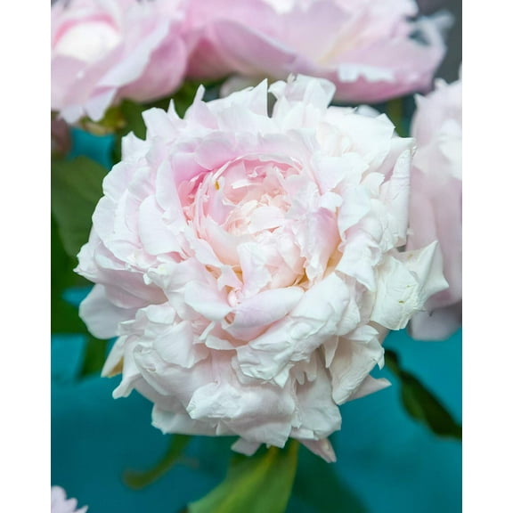 Myrtle Gentry Peony - 1 root division