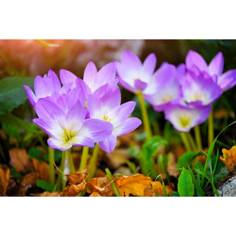 10 AUTUMN CROCUS Colchicum Autumnale Meadow Saffron Flower Seeds