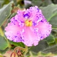 thumbnail image 2 of Amour Elite African Violet, 4 inch, Gesneriad Pink Flower Purple Splash Flush Variegated, 2 of 5