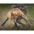 thumbnail image 2 of Hu, Mei 18x15 Gold Ornate Wood Framed with Double Matting Museum Art Print Titled - Ready To Fight, 2 of 4