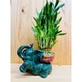thumbnail image 4 of Giant Lucky Bamboo Elephant Pot, 4 of 4