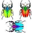 thumbnail image 1 of 3Pcs Insect Garden Ornament Wall Decor Colorful Ladybug Beetle Wall Tree Fence Hanging Decorative for Garden, 1 of 5