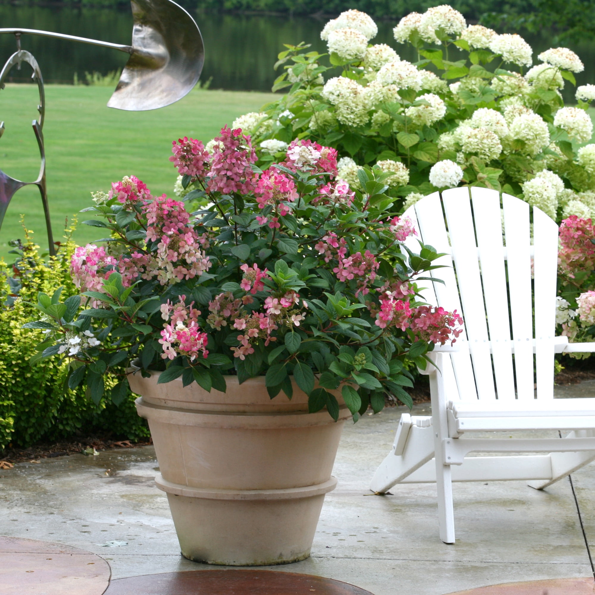 Proven Winners ColorChoice 6" Pink Little Quick Fire Panicle Hydrangea Live Plant in 7.5" Pot