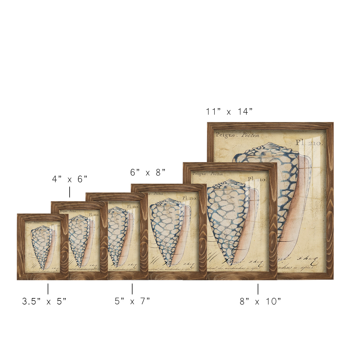 Seashell Ephemera IV - Framed Print w/glass - Walnut