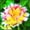 E, variant on Peony, Low Maintenance - Easy Grow - Ideal for Beds Borders, Plant Pots & Planters