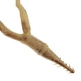 thumbnail image 3 of Simulateur de Branche d'Arbre Séchée Brindilles d'Arbre Sèches Photo Prop Café, 3 of 8