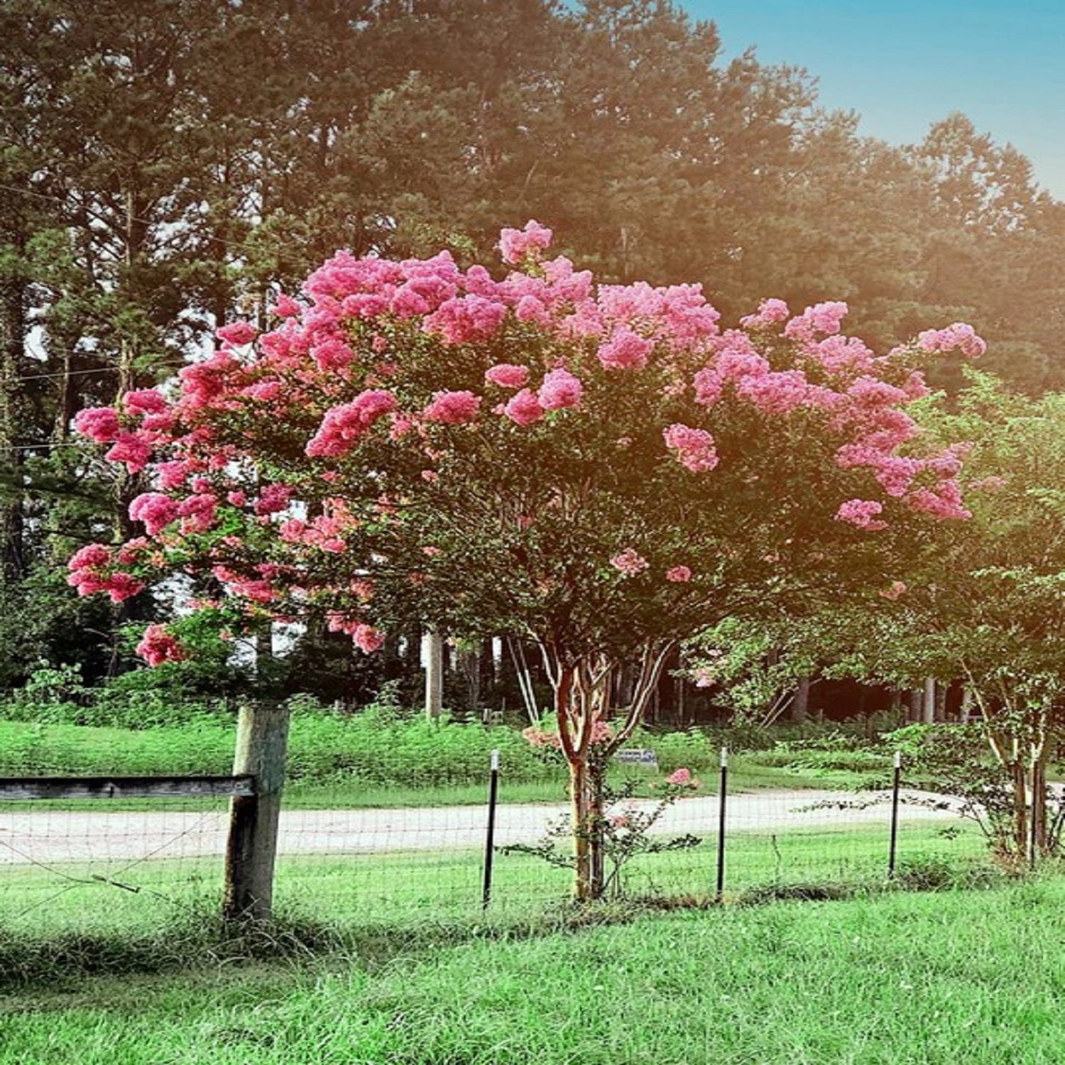 Expert Gardener 3-4 ft tall Tuscarora Crape Myrtle Live Tree in 7-Gallon Grower Pot