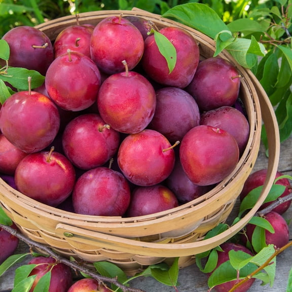 Direct Gardening Alderman Plum Dormant Bare Root Standard Fruiting Starter Tree