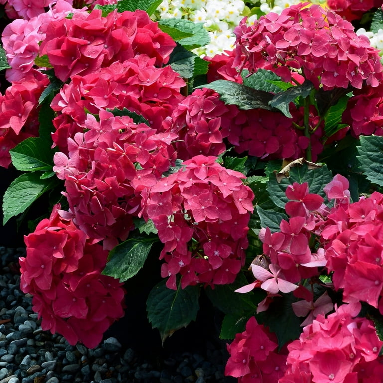 4 in. Hydrangea Red Sensation Shrub with Light Red Flowers