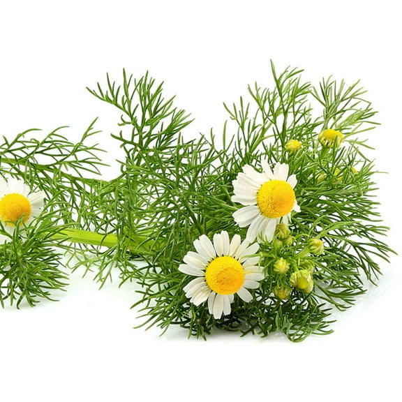 Chamomile German Seed